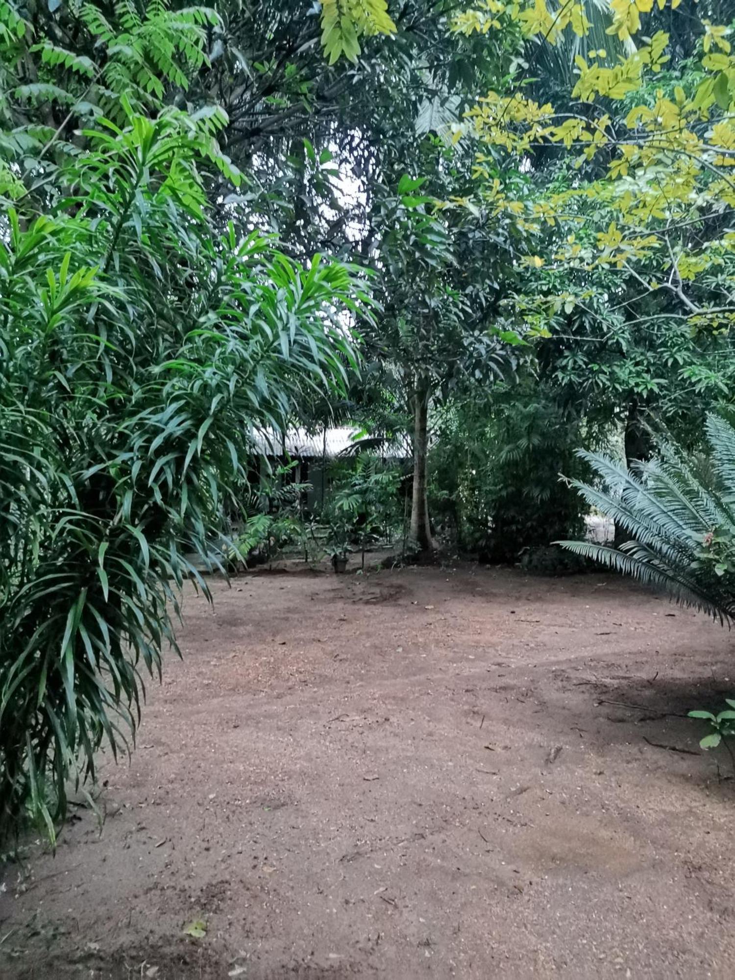 Sigiri Mango Garden Eco Resort 锡吉里亚 外观 照片