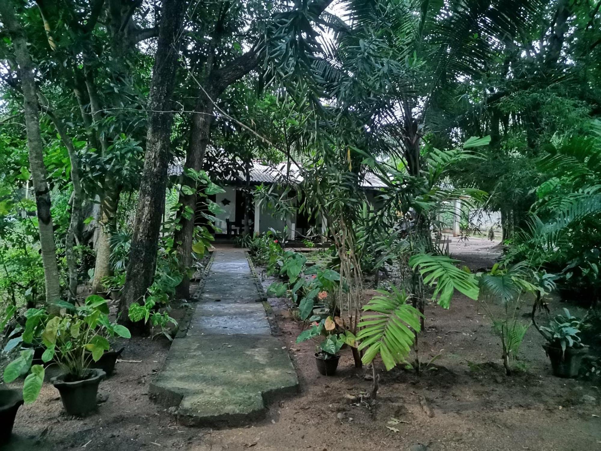 Sigiri Mango Garden Eco Resort 锡吉里亚 外观 照片