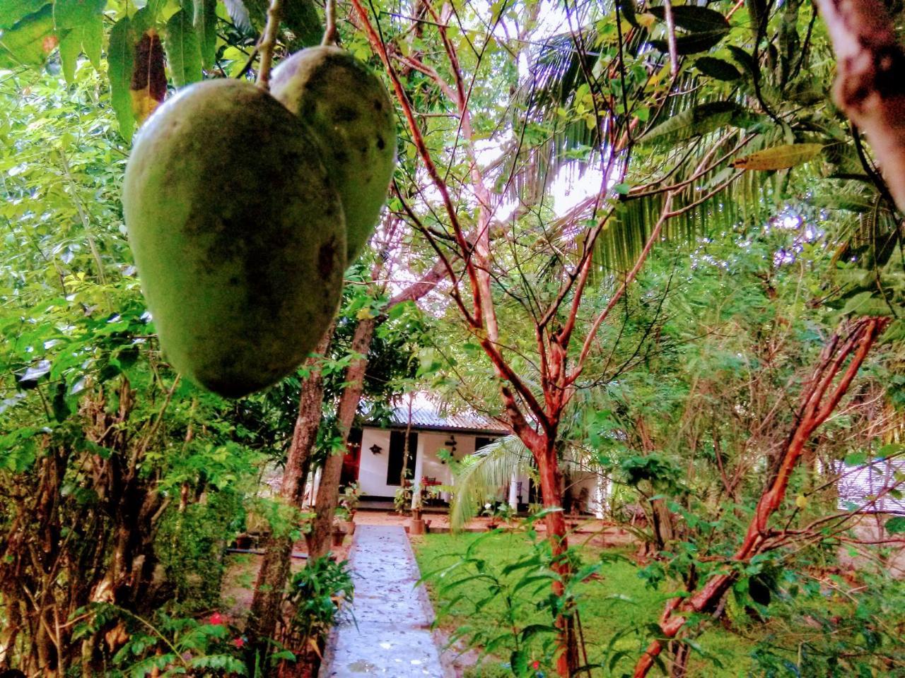 Sigiri Mango Garden Eco Resort 锡吉里亚 外观 照片